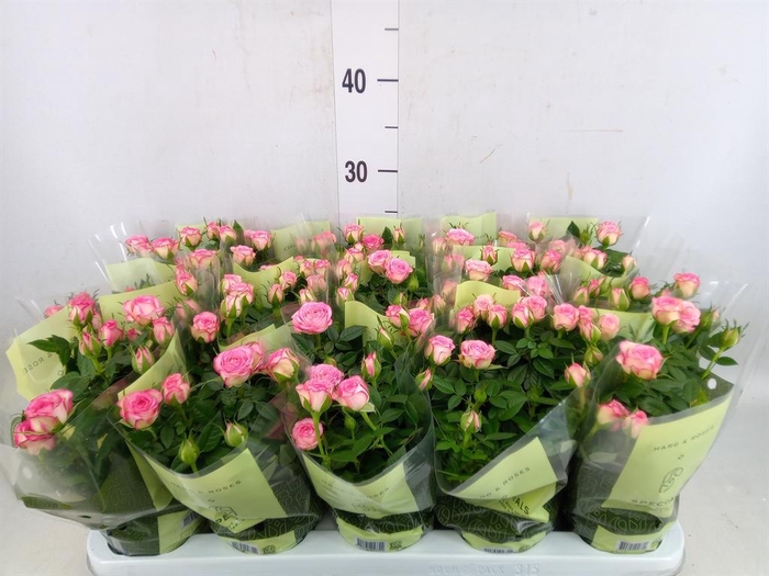 <h4>Rosa  'Fame Kordana'</h4>