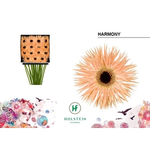 Gerbera Spider Harmony Diamond per kaart