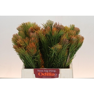 Kaaps Groen Retzia Carpensis