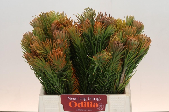 <h4>Kaaps Groen Retzia Carpensis</h4>