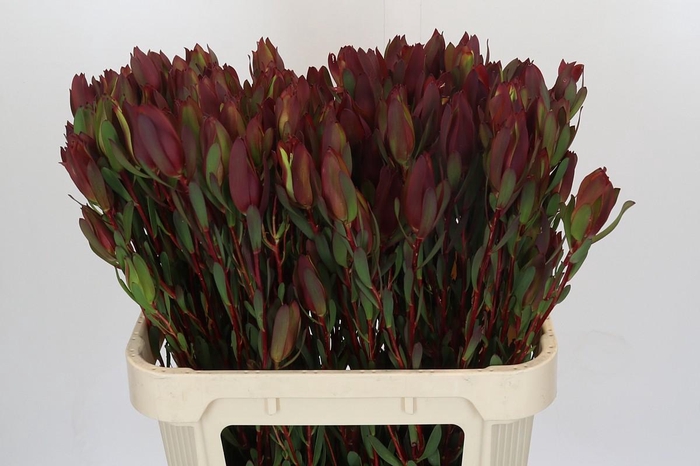 Leucadendron Senorita Spray