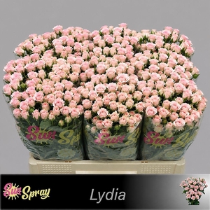 R TR LYDIA