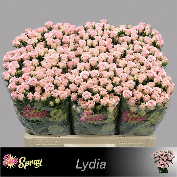 <h4>R TR LYDIA</h4>