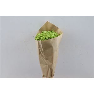 Dried Glixia Marcela Apple Green Bunch