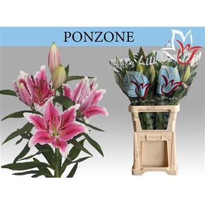 Li Or Ponzone 5+