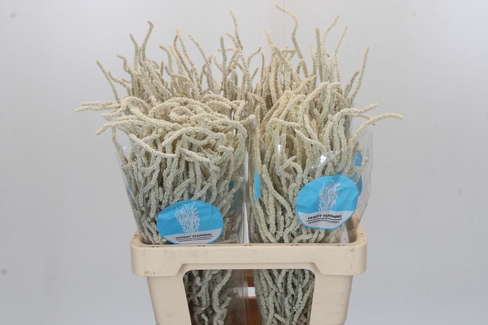 <h4>Amaranthus Yearming Desert Cohen</h4>