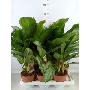 Aglaonema  'Silver Bay'