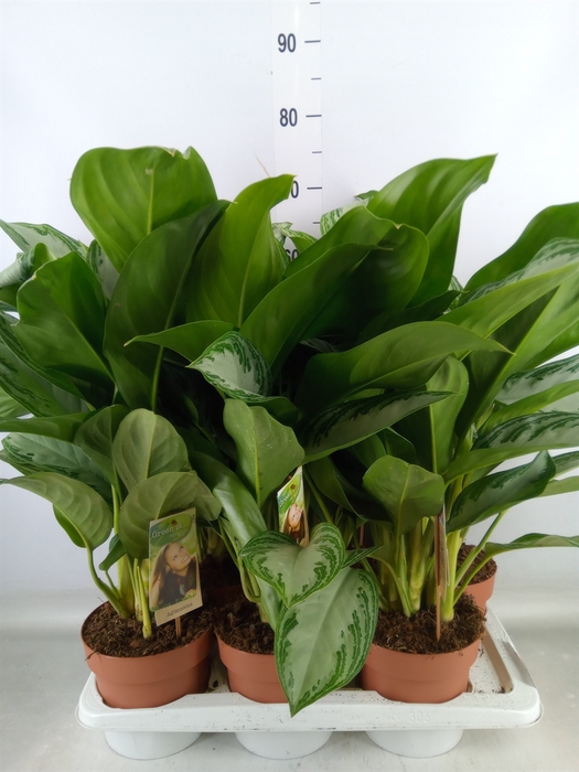 <h4>Aglaonema  'Silver Bay'</h4>