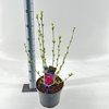 Hibiscus syriacus