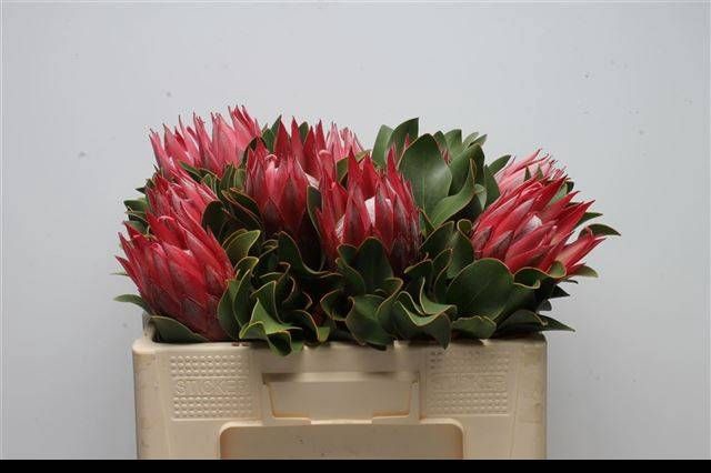 <h4>PROTEA CY MADIBA</h4>