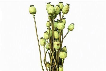 <h4>DROOGBL BEWERKT H%</h4>