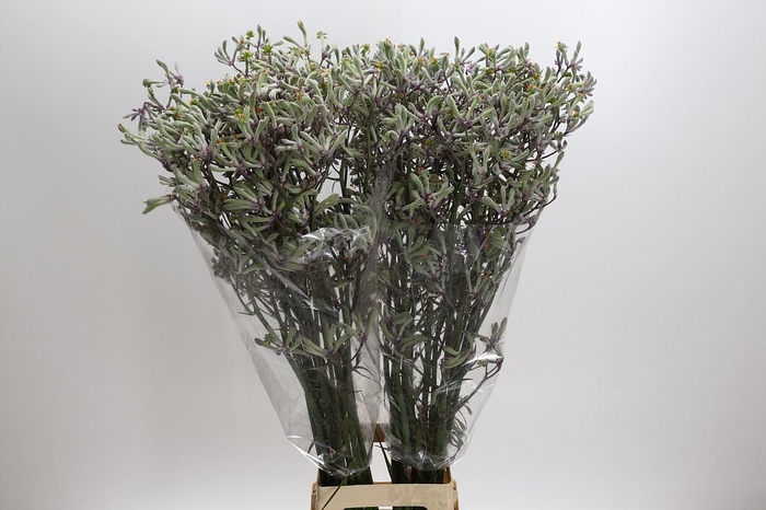 <h4>Anigozanthos 'Lilac Queen'</h4>