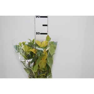 FOLHAGEM CAMELIA VARIEGATA