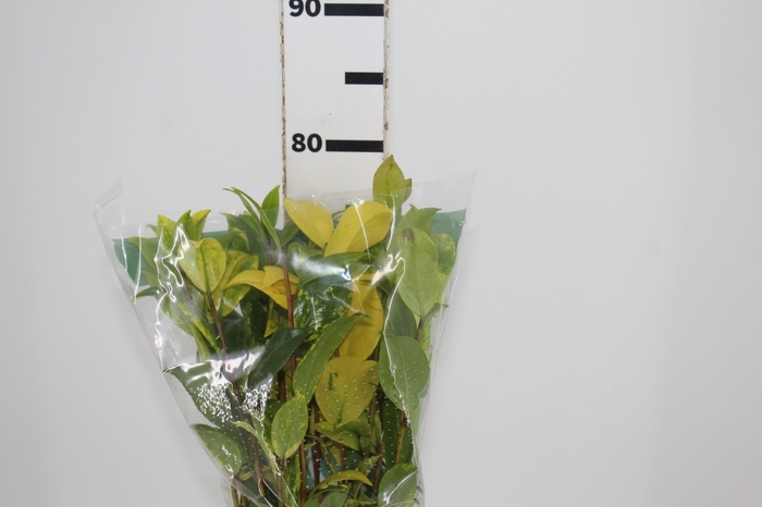 <h4>FOLHAGEM CAMELIA VARIEGATA</h4>
