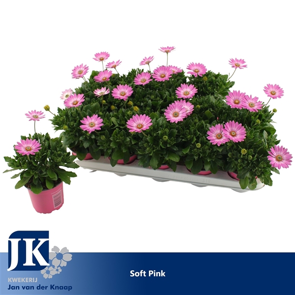 <h4>Osteospermum Soft Pink TST</h4>