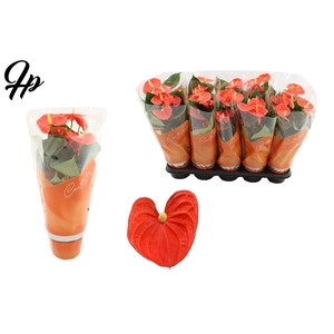 Anthurium 12 cm Cinemato in Couture sleeve