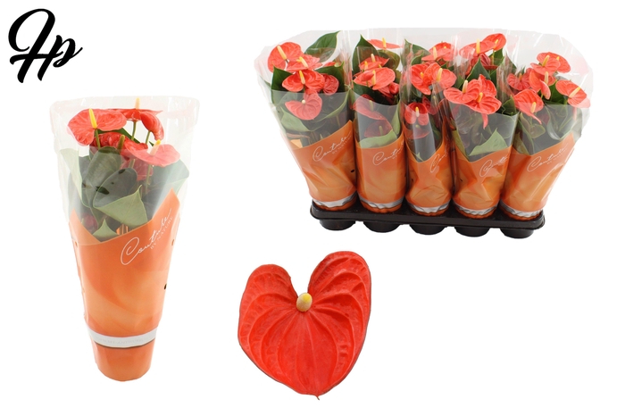 <h4>Anthurium 12 cm Cinemato in Couture sleeve</h4>