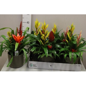 ARR BROMELIA