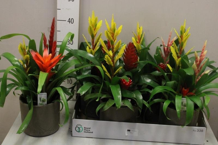 <h4>ARR BROMELIA</h4>