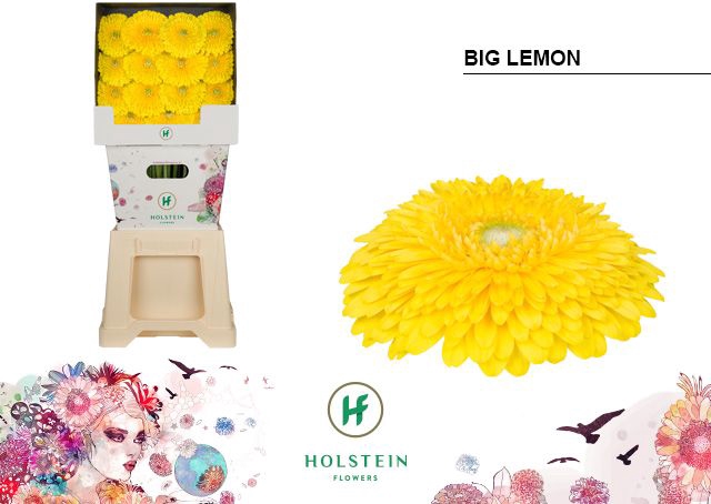 <h4>Gerbera Pomponi Big Lemon Diamond</h4>