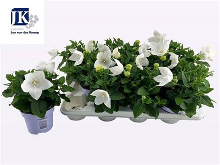 Platyco Gr Astra Whi