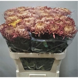 CHR G CASSANDRA BRON