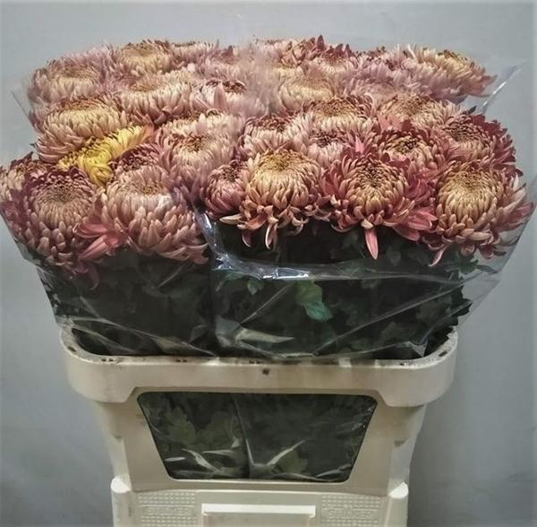 <h4>CHR G CASSANDRA BRON</h4>