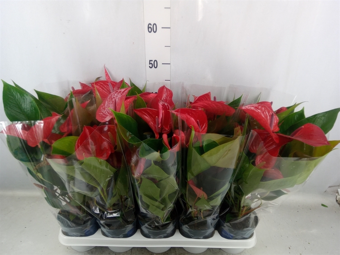 <h4>Anthurium andr. 'Picanta Red'</h4>