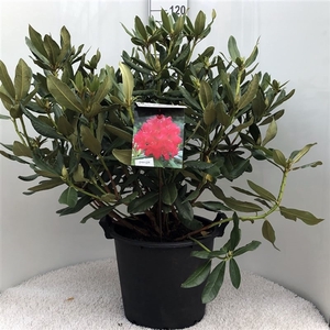 Rhodo. 'Nova Zembla' red