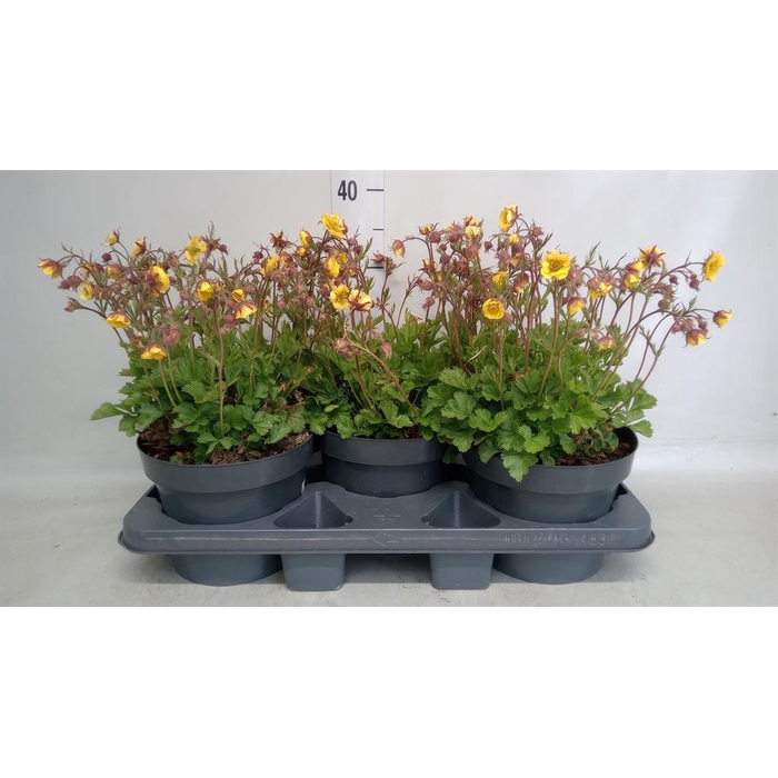 <h4>Geum coccineum 'Borisii'</h4>