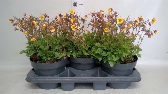 <h4>Geum coccineum 'Borisii'</h4>