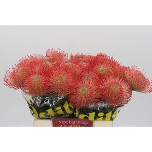 Nutans Ayoba Pink