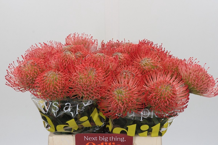 <h4>Nutans Ayoba Pink</h4>