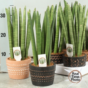 SANSEV CYLINDRICA OV