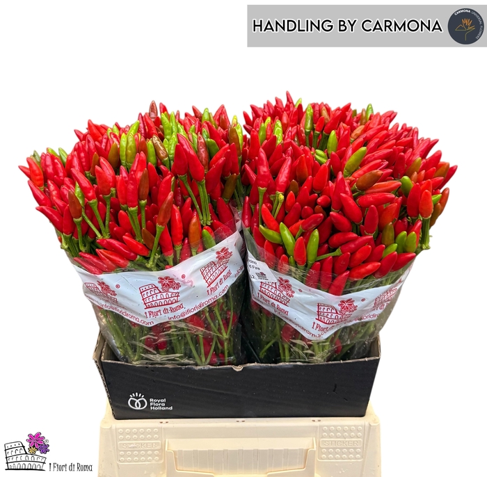 <h4>CAP RED FIRE</h4>