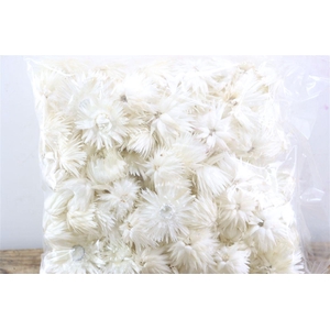 Basic Capblumen Heads 120pc 50gr