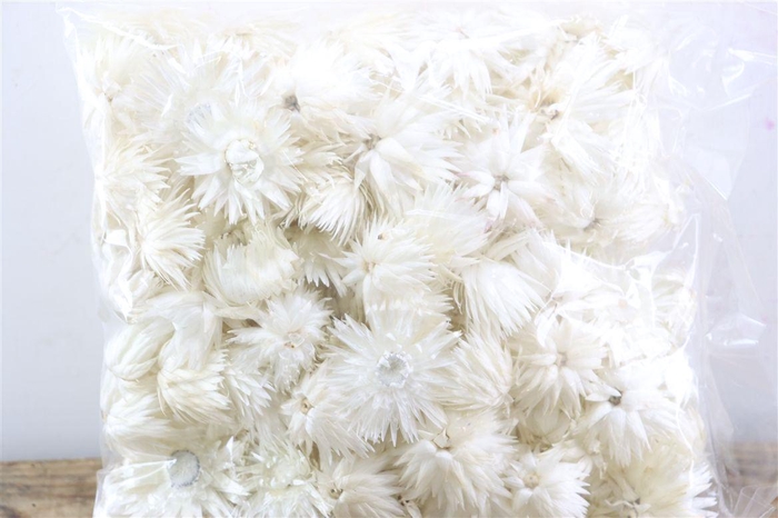 <h4>Capblumen Heads 120pc 50gr</h4>