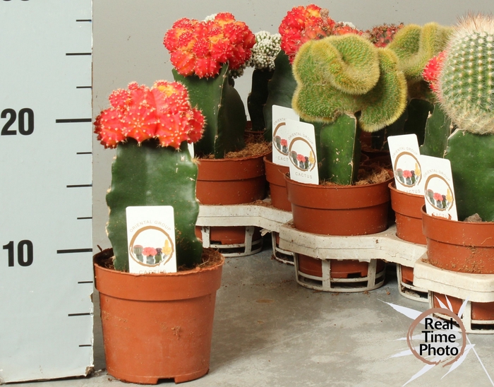 <h4>CACTUS GEM</h4>