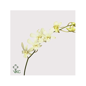 DENDROBIUM BWL L