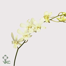 <h4>DENDROBIUM BWL L</h4>