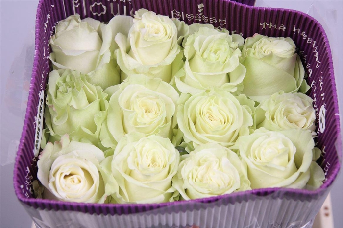 <h4>R Gr Mondial Ec</h4>