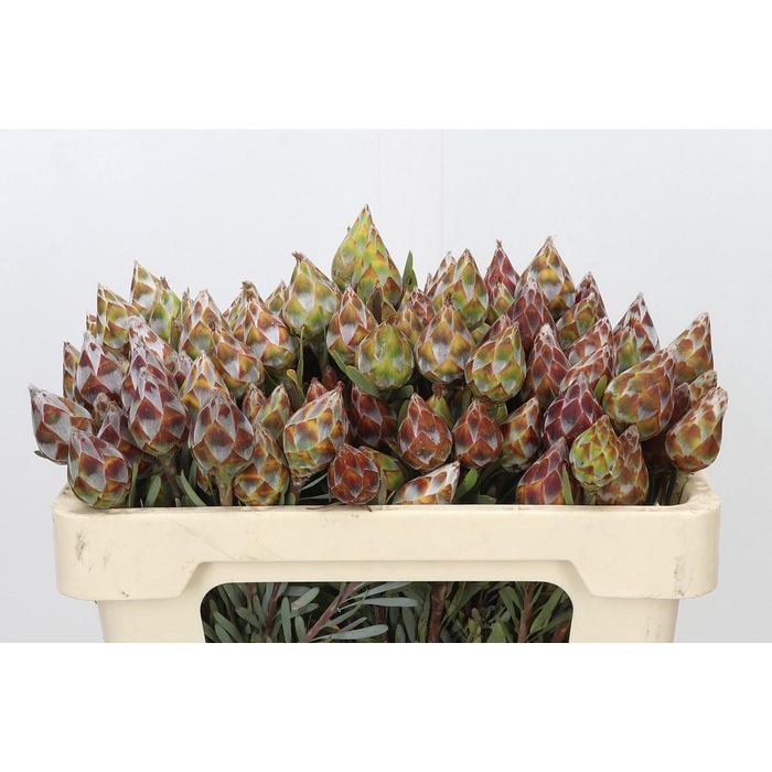 <h4>KAAPS GROEN PLUMOSUM RUBRUM</h4>