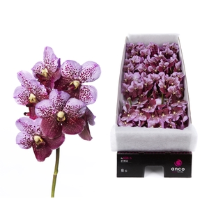 Vanda Divana Pink Mahogany X16