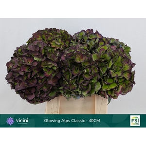 HYDR M GL ALPS CL PA