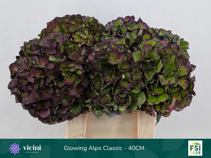 <h4>HYDR M GL ALPS CL PA</h4>