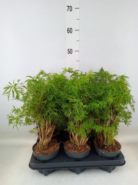 <h4>Polyscias fruticosa</h4>