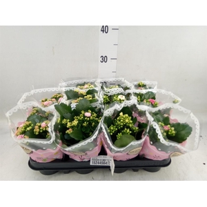 Kalanchoe blos.   ..mix