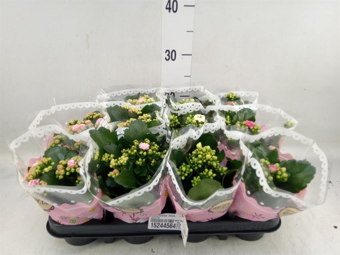 <h4>Kalanchoe blos.   ..mix</h4>