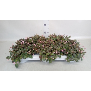 Persicaria capitata