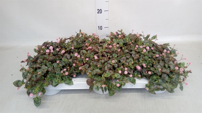 <h4>Persicaria capitata</h4>